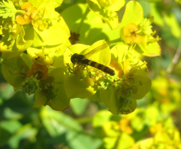 Sphaerophoria scripta
